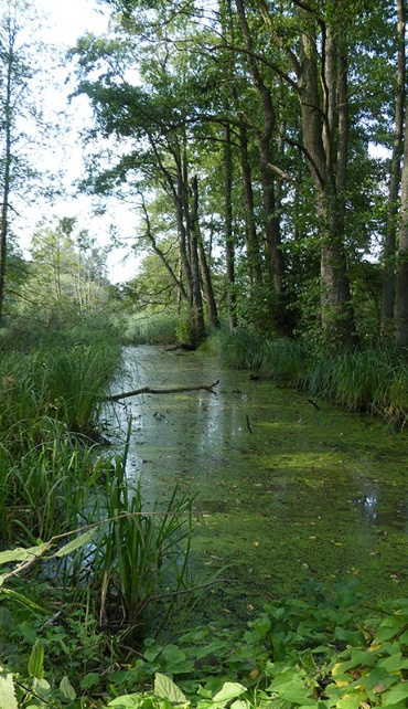 Ein Fluss mitten im Arboretum Crivitz