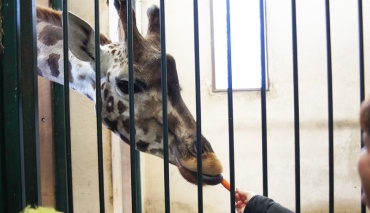 Kind füttert Giraffe mit einer Möhre