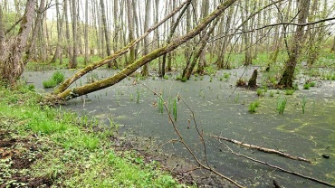 Sumpfzone am Schaalsee