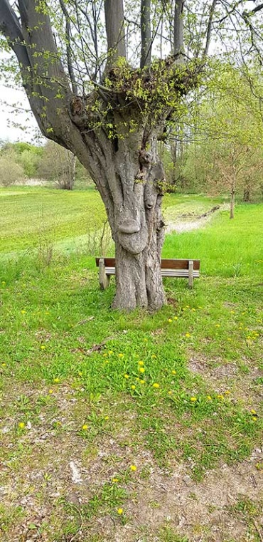 Knorriger Baum mit Parkbank am Wanderweg um den Schaalsee